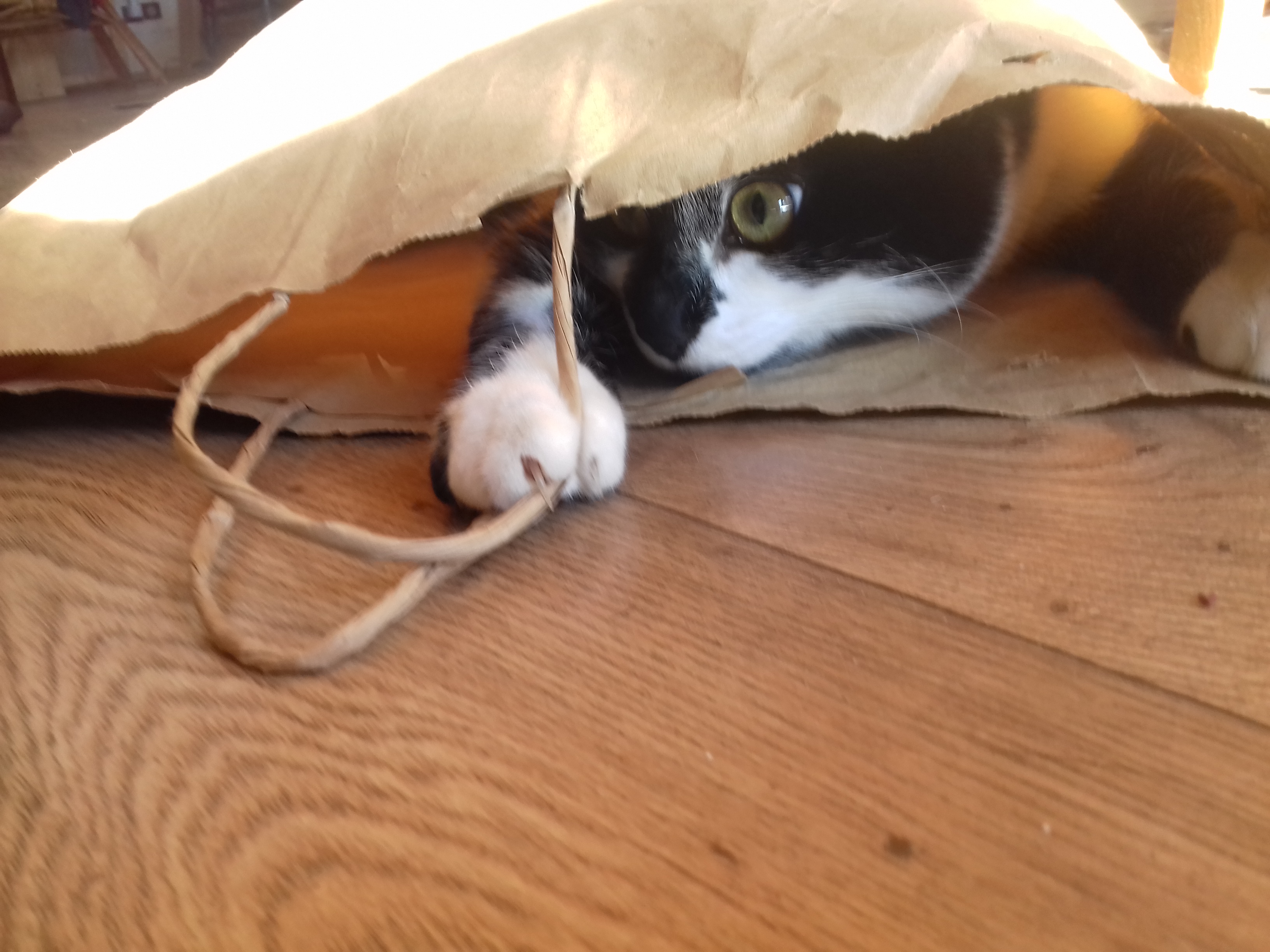 Chat Joueur
