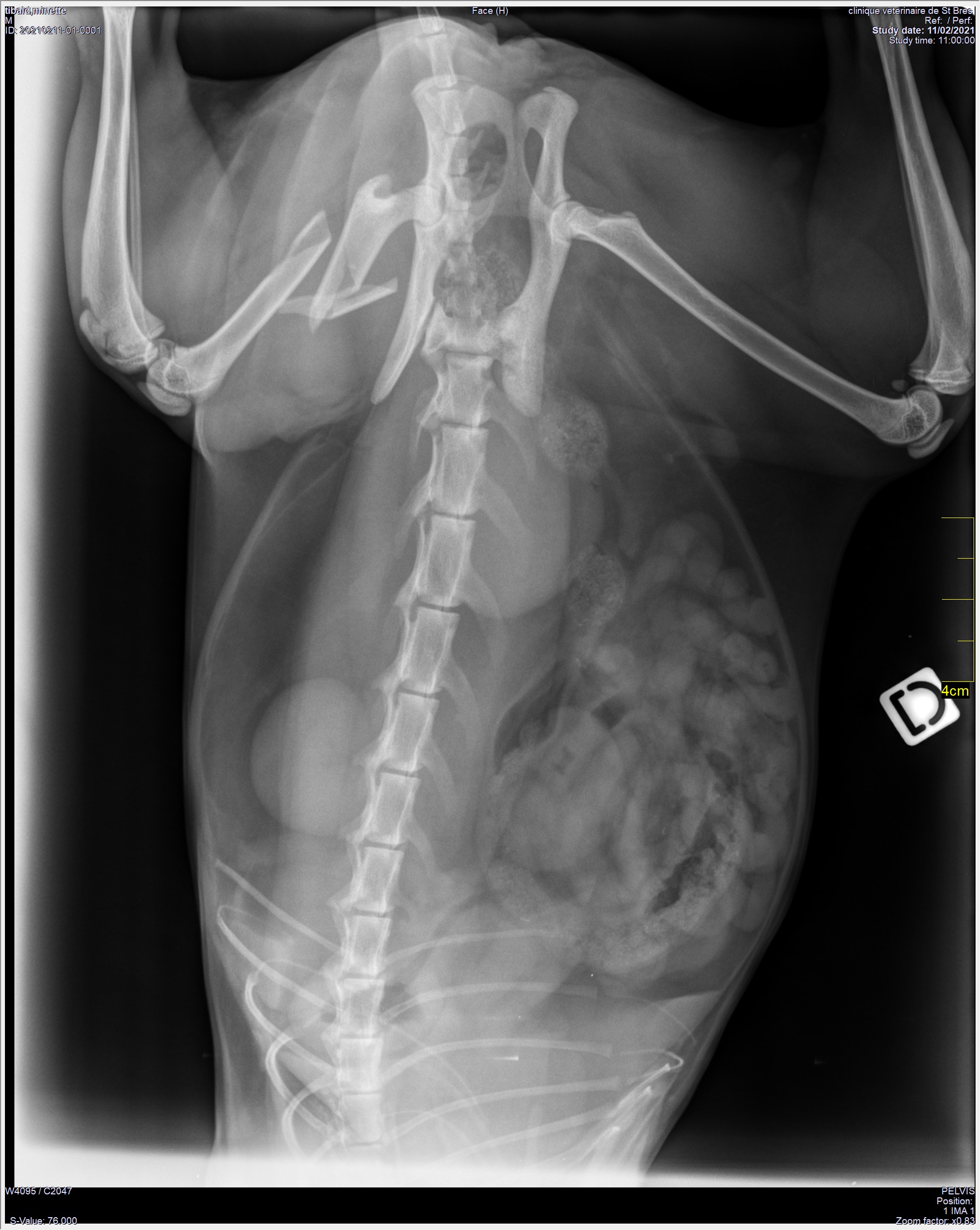 Fracture du fémur d'un chat