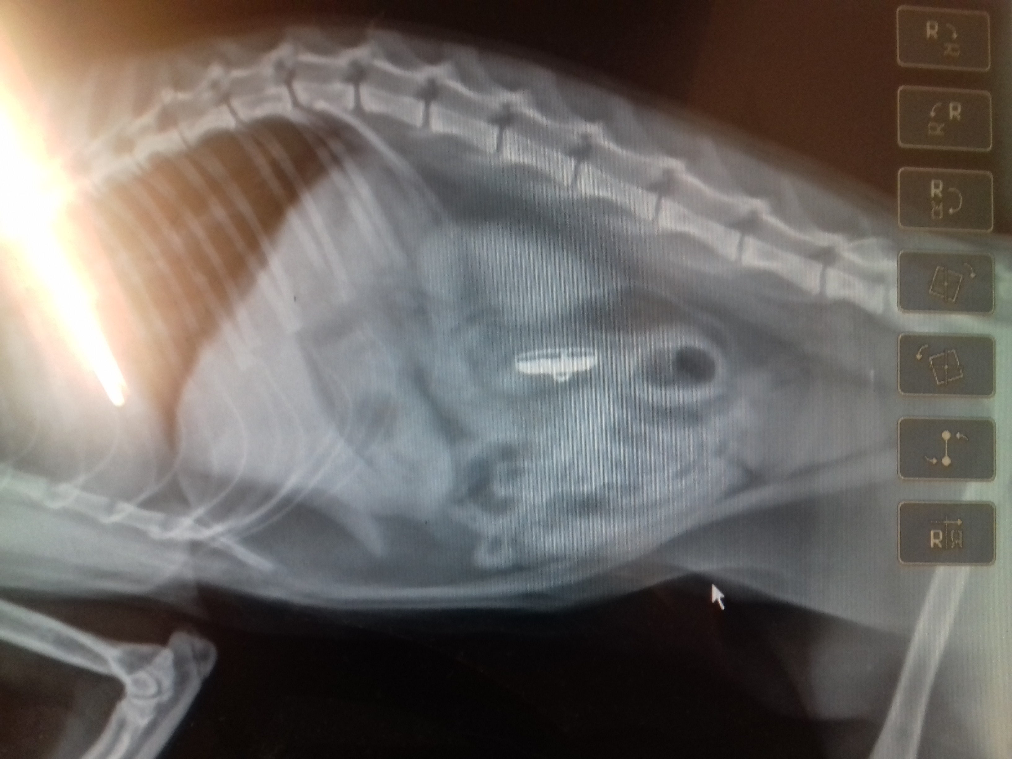 Radio d'un corps étranger sur un chat